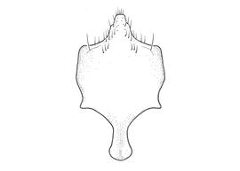   Anthidium parkeri  male, diagram showing ventral view of eighth sternum (S8), diagram from Gonzalez and Griswold 2013 
